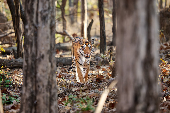 Bengal tiger (Panthera tigris tigris)