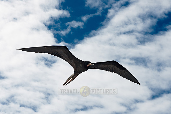 flying Frigatebird