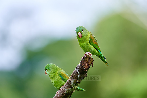 two orange-chinned parakeet (Brotogeris jugularis)
