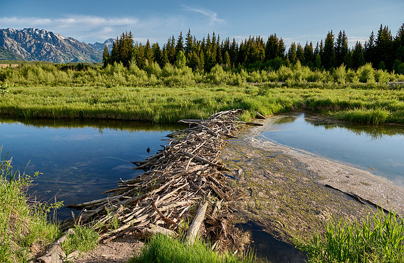 beaver dam in Grand Teton National Park