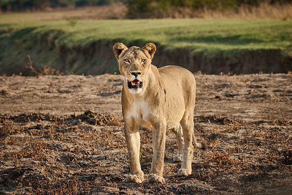 lioness (Panthera leo)