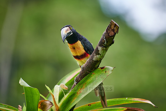 collared aracari (Pteroglossus torquatus)
