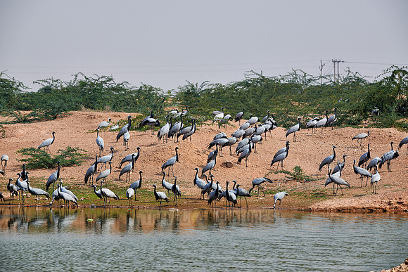 Demoiselle Cranes spend the winter in Rajasthan
