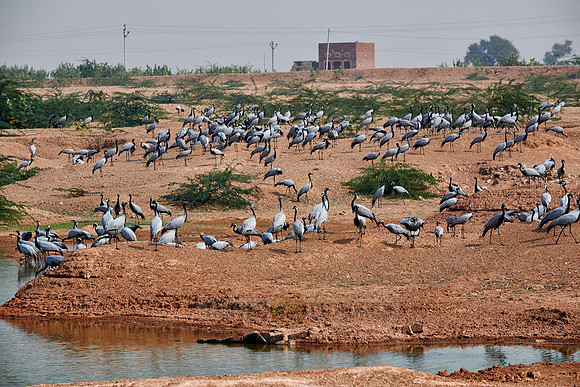 Demoiselle Cranes spend the winter in Rajasthan