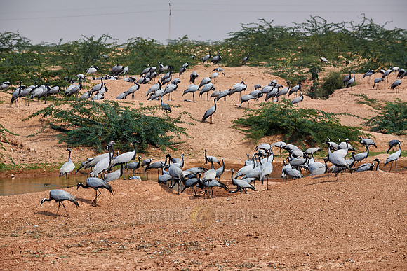 Demoiselle Cranes spend the winter in Rajasthan