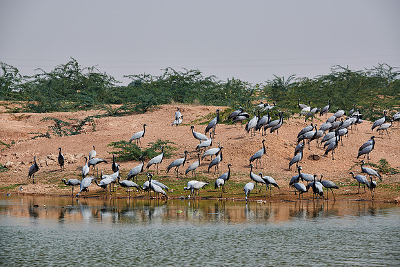 Demoiselle Cranes spend the winter in Rajasthan