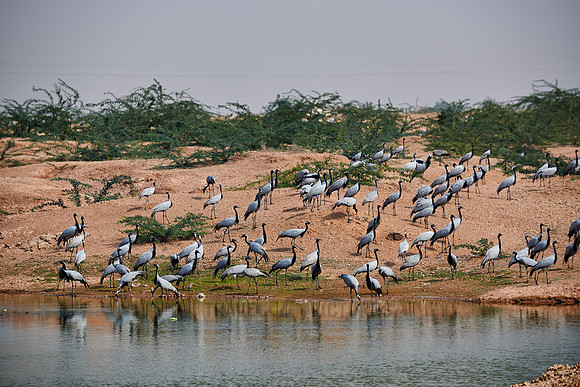 Demoiselle Cranes spend the winter in Rajasthan