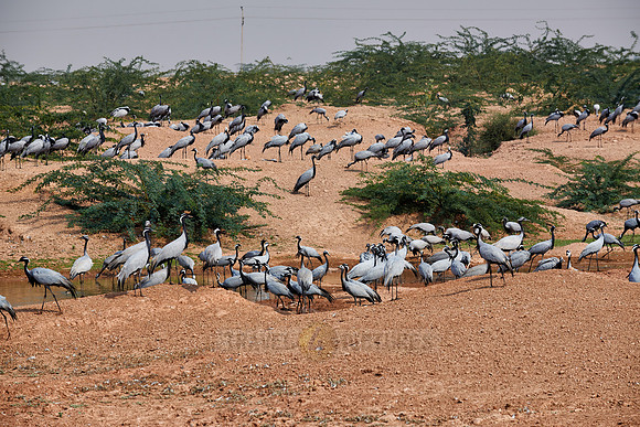 Demoiselle Cranes spend the winter in Rajasthan