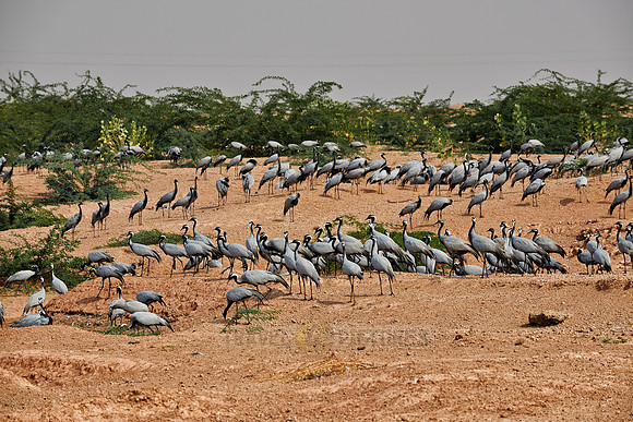 Demoiselle Cranes spend the winter in Rajasthan