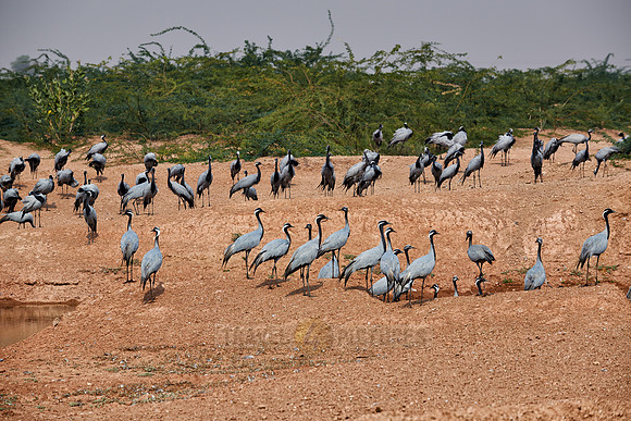 Demoiselle Cranes spend the winter in Rajasthan