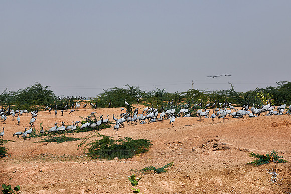 Demoiselle Cranes spend the winter in Rajasthan