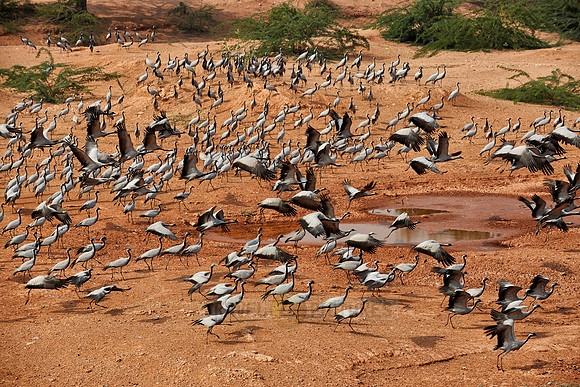Demoiselle Cranes spend the winter in Rajasthan
