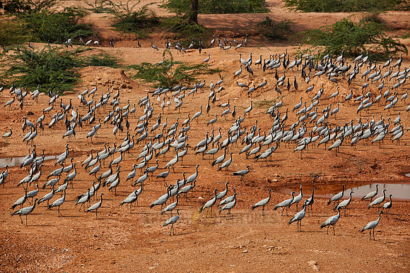Demoiselle Cranes spend the winter in Rajasthan