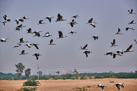 Demoiselle Cranes spend the winter in Rajasthan