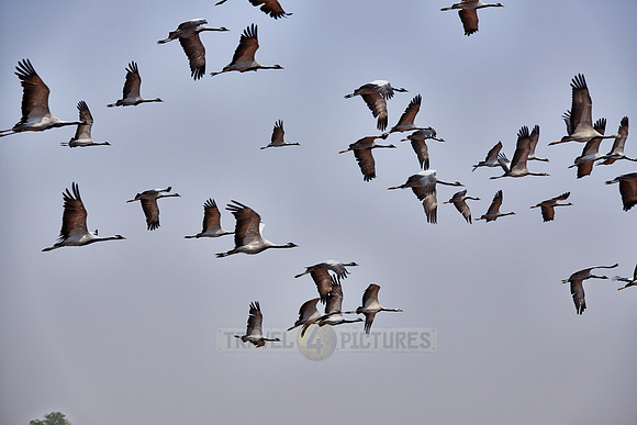 Demoiselle Cranes spend the winter in Rajasthan