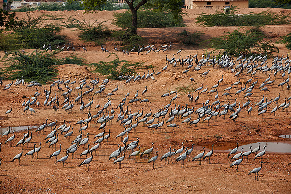 Demoiselle Cranes spend the winter in Rajasthan