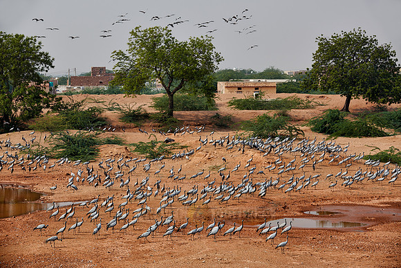 Demoiselle Cranes spend the winter in Rajasthan