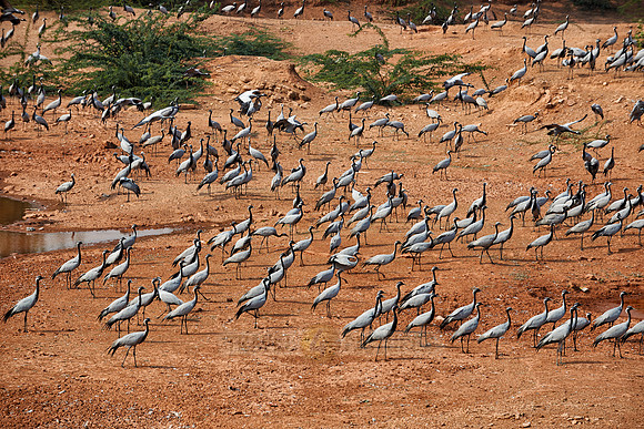 Demoiselle Cranes spend the winter in Rajasthan