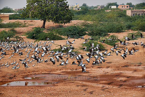 Demoiselle Cranes spend the winter in Rajasthan