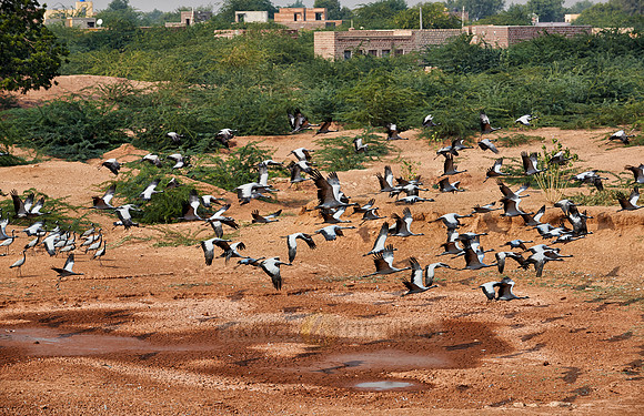 Demoiselle Cranes spend the winter in Rajasthan