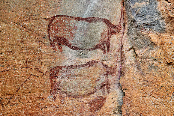 Rhinos and a cow-like figure, ancient San painting