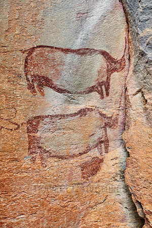 Rhinos and a cow-like figure, ancient San painting
