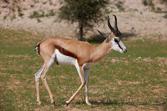 Springbock, Kgalagadi Transfrontier Park |Springbok, Kgalagadi Transfrontier Park|