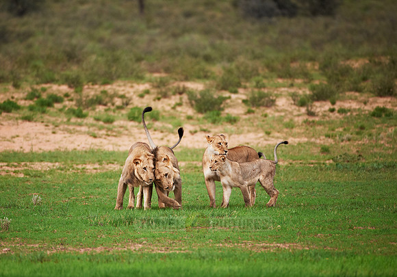 young lions playing