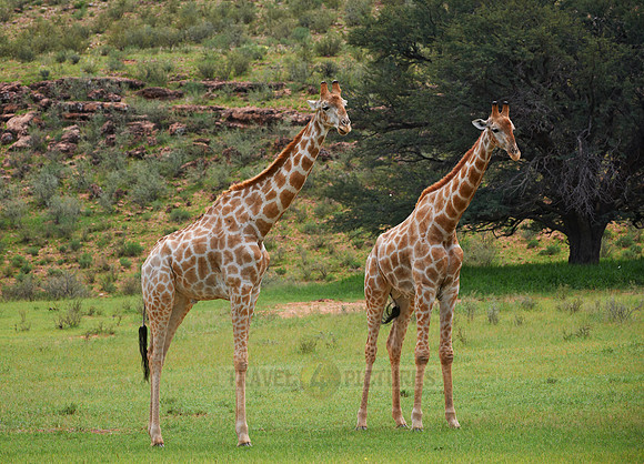 Giraffes