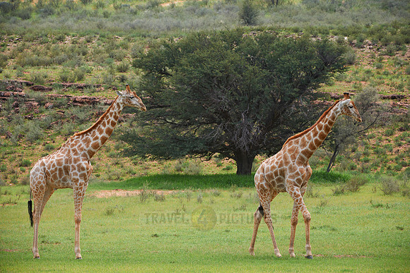 Giraffes