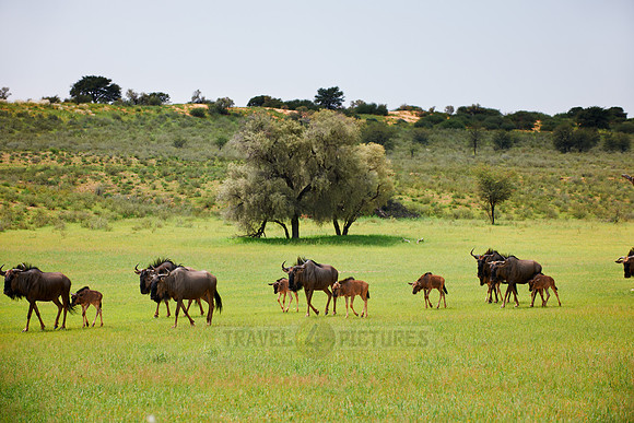 Streifengnu, Gnu, Connochaetes taurinus, Kgalagadi Transfrontier Park |blue wildebeest, Connochaetes taurinus, Kgalagadi Transfrontier Park|