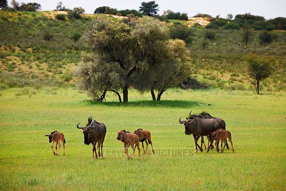 Streifengnu, Gnu, Connochaetes taurinus, Kgalagadi Transfrontier Park |blue wildebeest, Connochaetes taurinus, Kgalagadi Transfrontier Park|