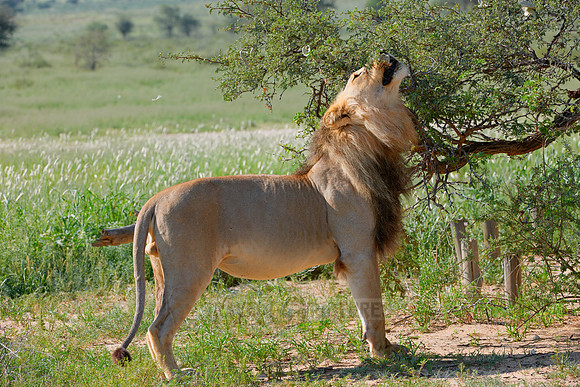 male lion