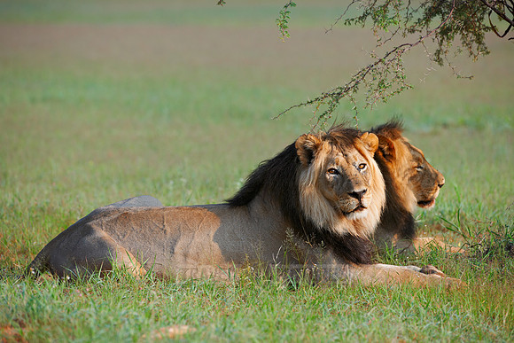 two mal lions