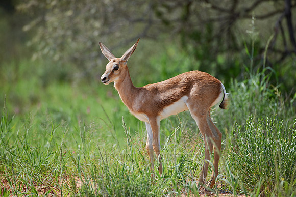 newborn Springbok, Kgalagadi Transfrontier Park