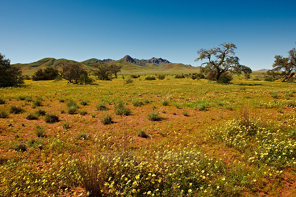 landscape with yellow sea of blossoms