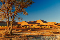 tree in desert landscape of Namib at Sossusvlei