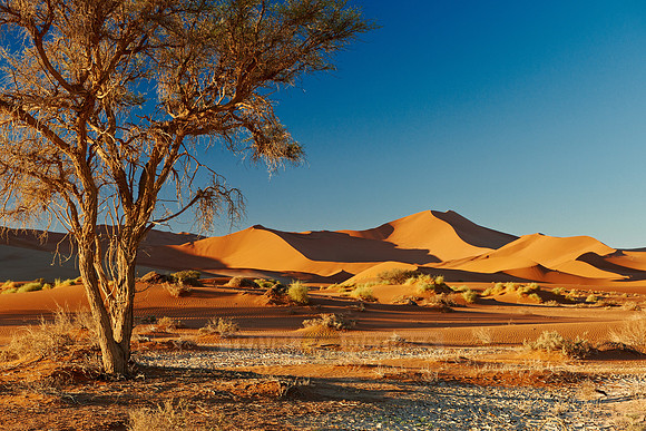 tree in desert landscape of Namib at Sossusvlei