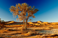 tree in desert landscape of Namib at Sossusvlei