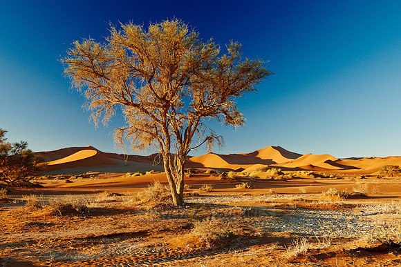 tree in desert landscape of Namib at Sossusvlei