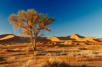 tree in desert landscape of Namib at Sossusvlei