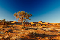 tree in desert landscape of Namib at Sossusvlei