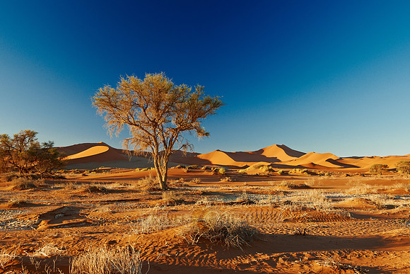 tree in desert landscape of Namib at Sossusvlei