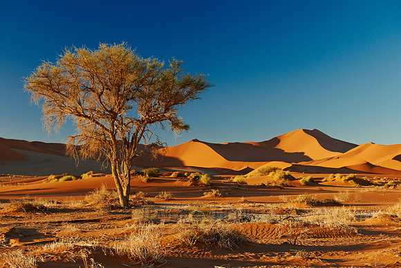 tree in desert landscape of Namib at Sossusvlei