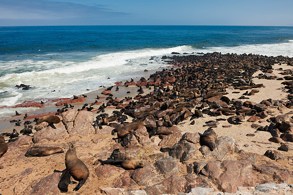 Brown fur seal, Arctocephalus pusillus, Cape Cross,