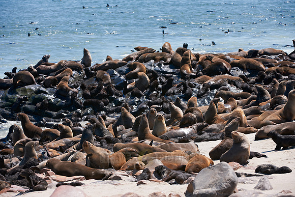 Brown fur seal, Arctocephalus pusillus, Cape Cross