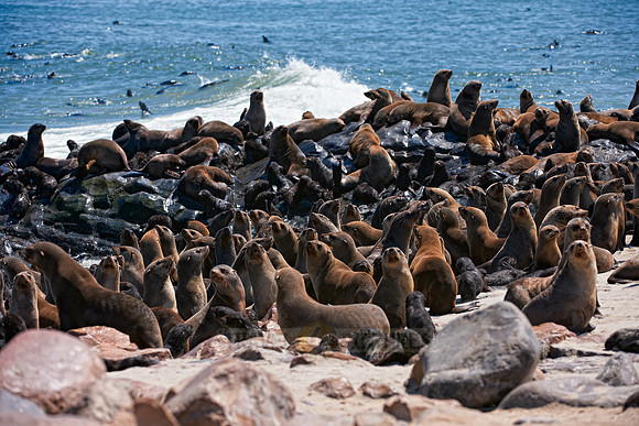 Brown fur seal, Arctocephalus pusillus, Cape Cross
