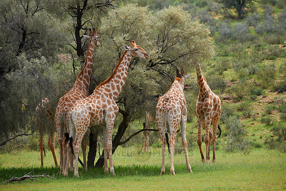 Giraffes