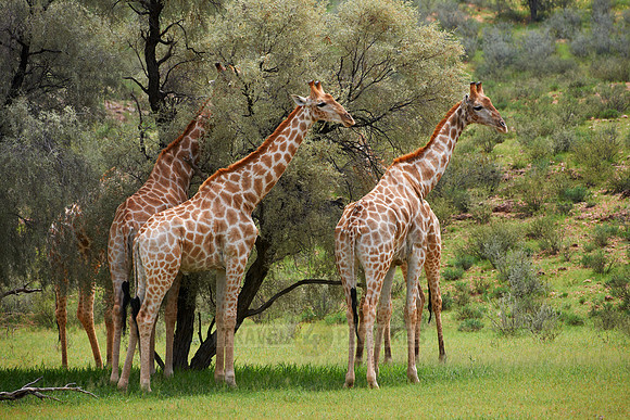 Giraffes