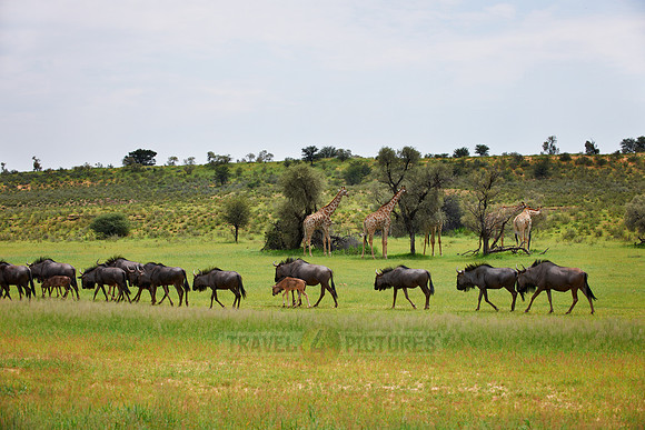 herd of blue wildebeest